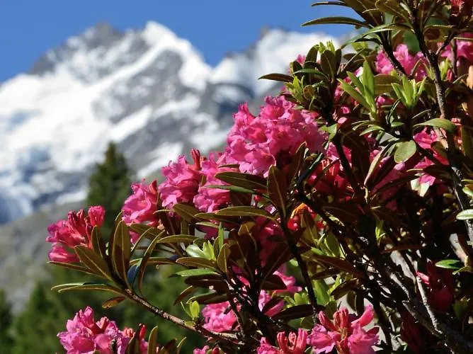 Paluedetta 8 Silvaplana