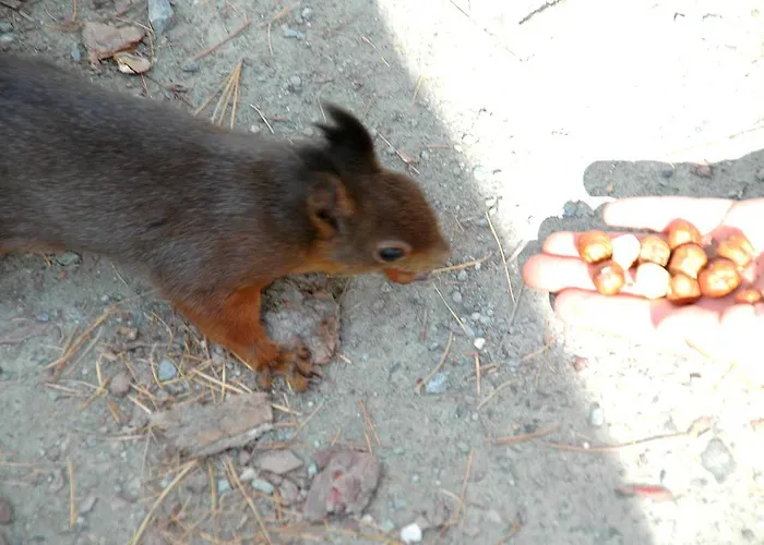 Apartment Paluedetta 8 Silvaplana