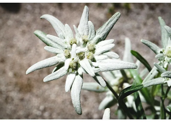 Paluedetta 8 Appartement